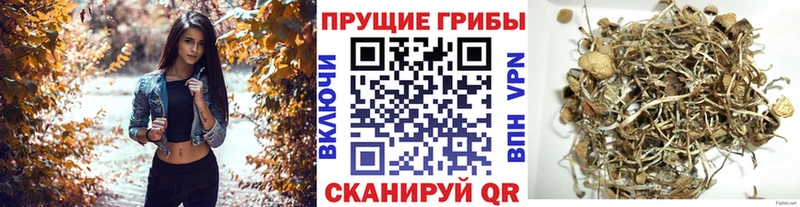 дарнет шоп  Тихвин  Псилоцибиновые грибы Magic Shrooms 